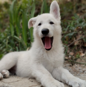 White Swiss Shepherd Dog puppy for sale