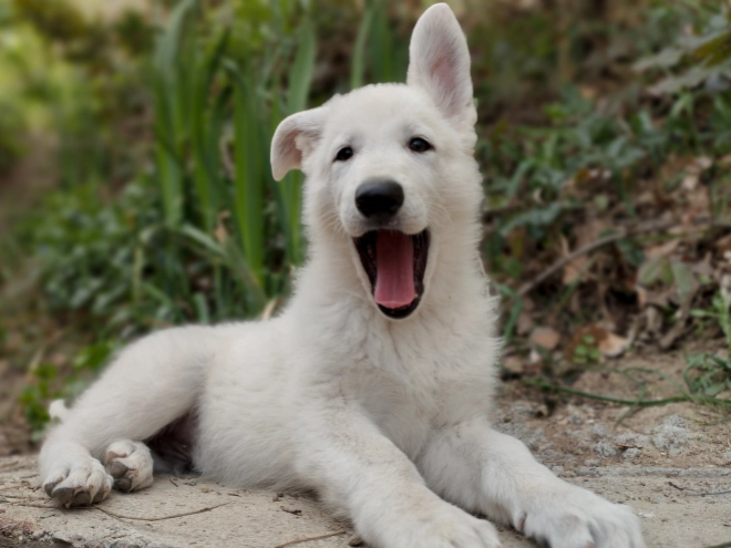 White Swiss Shepherd Dog puppy for sale