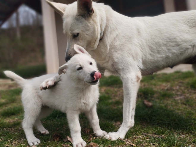 White Swiss Shepherd Dog puppy for sale