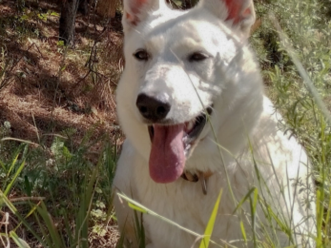 White Swiss Shepherd Dog puppy for sale