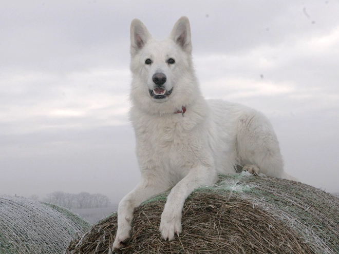 White Swiss Shepherd Dog puppy for sale
