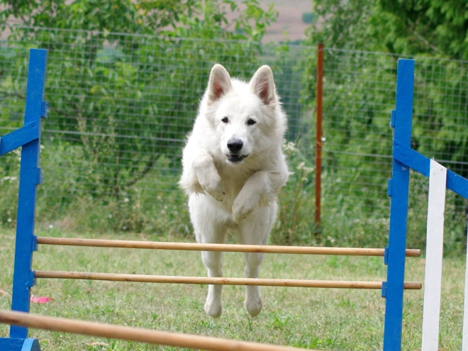 White Swiss Shepherd Dog puppy for sale
