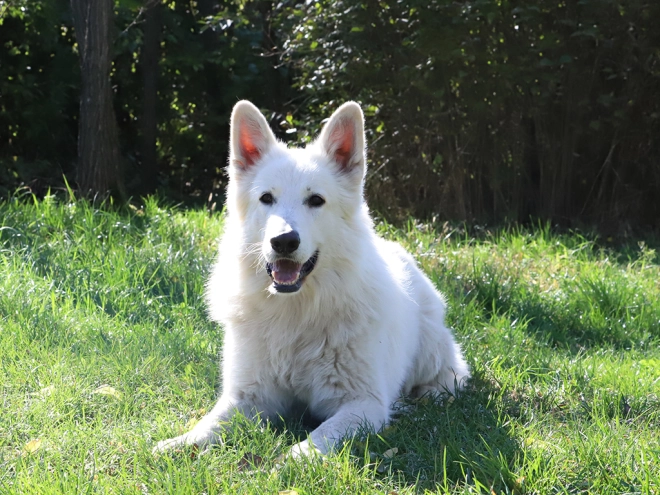 White Swiss Shepherd Dog puppy for sale