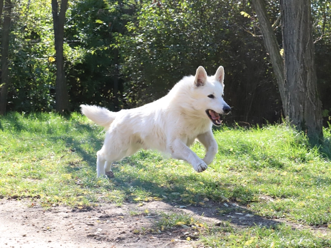 White Swiss Shepherd Dog puppy for sale