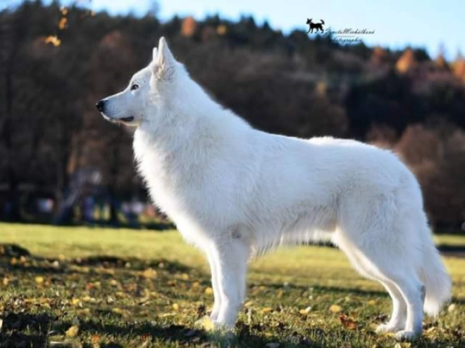 Berger Blanc Suisse Welpe kaufen