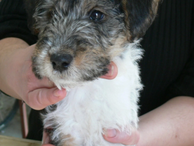 Perros Fox Terrier en venta