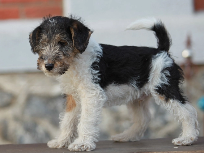 Perros Fox Terrier en venta