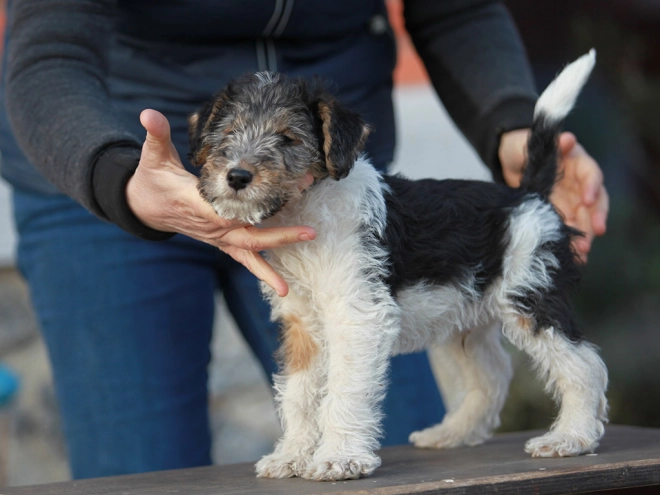 Perros Fox Terrier en venta
