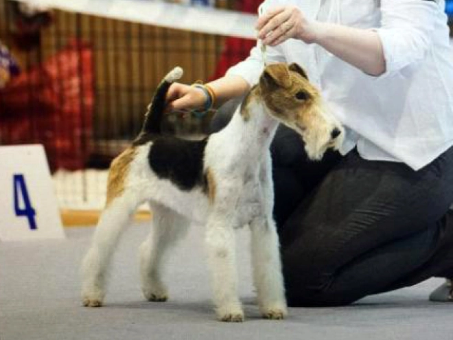 Perros Fox Terrier en venta