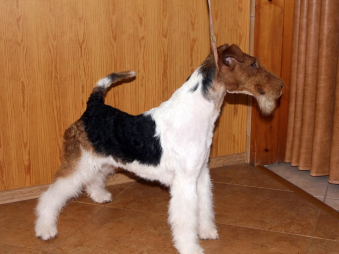 Perros Fox Terrier en venta