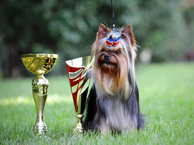 Yorkshire Terrier puppy for sale