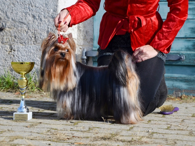 Yorkshire Terrier puppy for sale