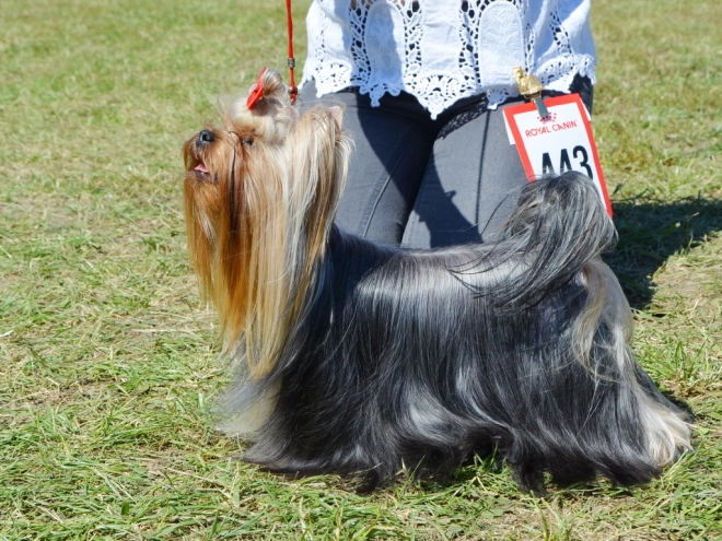 Yorkshire Terrier puppy for sale