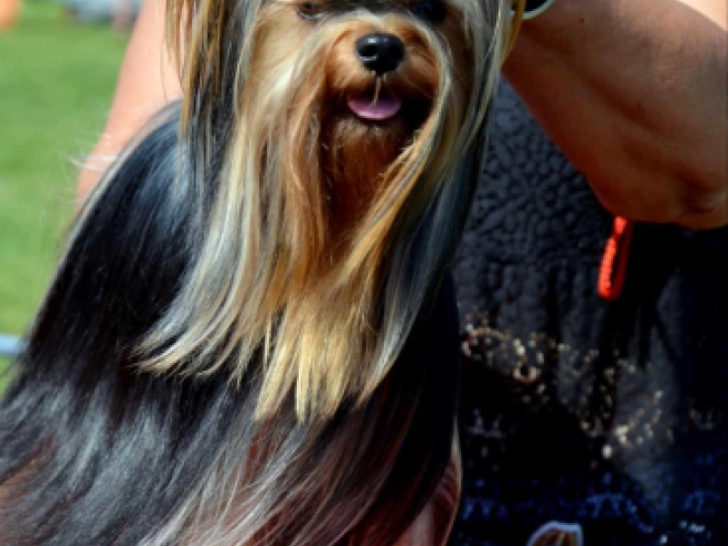Yorkshire Terrier Welpe kaufen