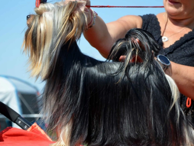 Yorkshire Terrier Welpe kaufen
