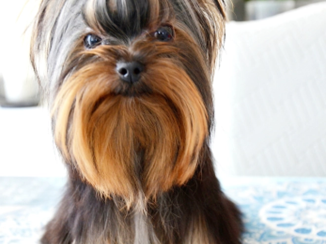 Yorkshire Terrier puppy for sale
