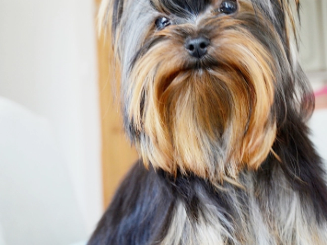 Yorkshire Terrier puppy for sale