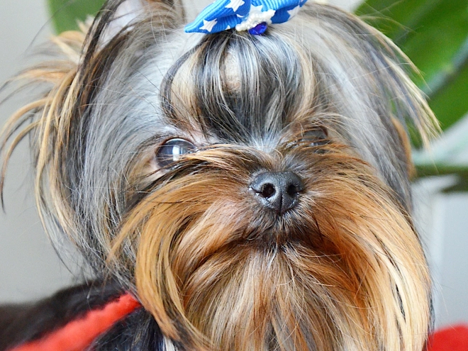 Yorkshire Terrier puppy for sale