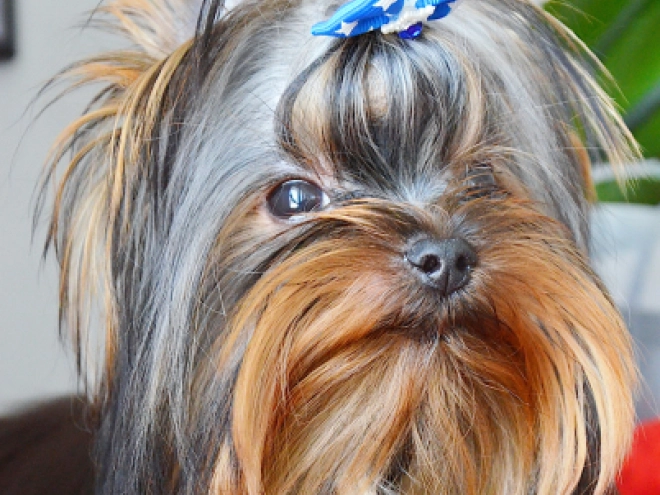 Yorkshire Terrier puppy for sale