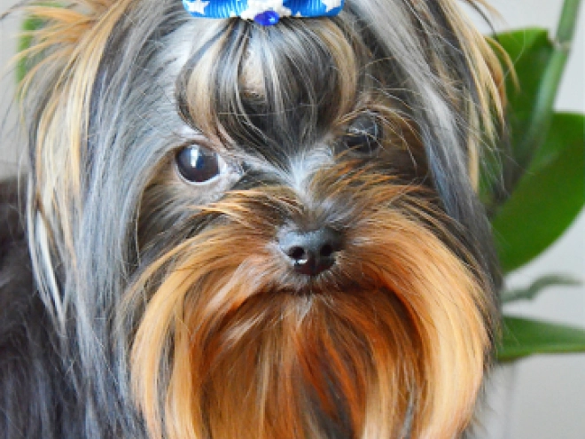 Yorkshire Terrier puppy for sale