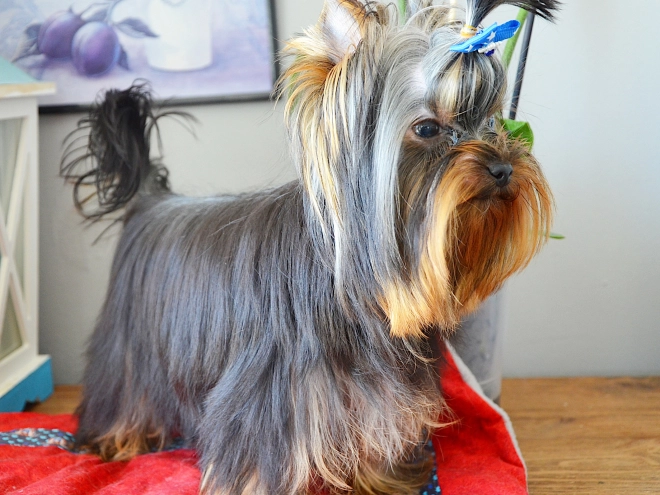 Yorkshire Terrier puppy for sale
