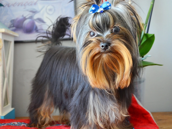 Yorkshire Terrier puppy for sale