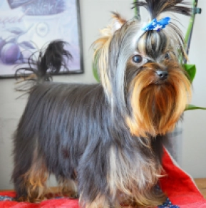 Yorkshire Terrier puppy for sale