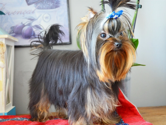 Yorkshire Terrier puppy for sale