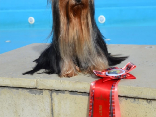 Yorkshire Terrier puppy for sale