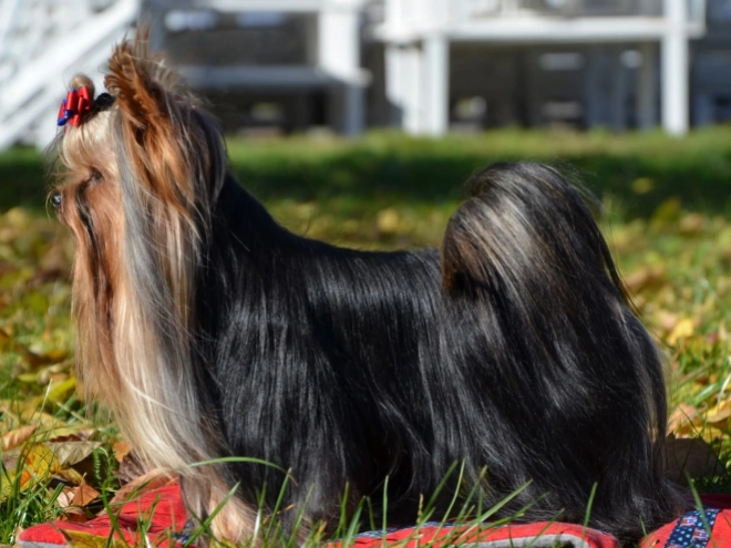 Yorkshire Terrier puppy for sale