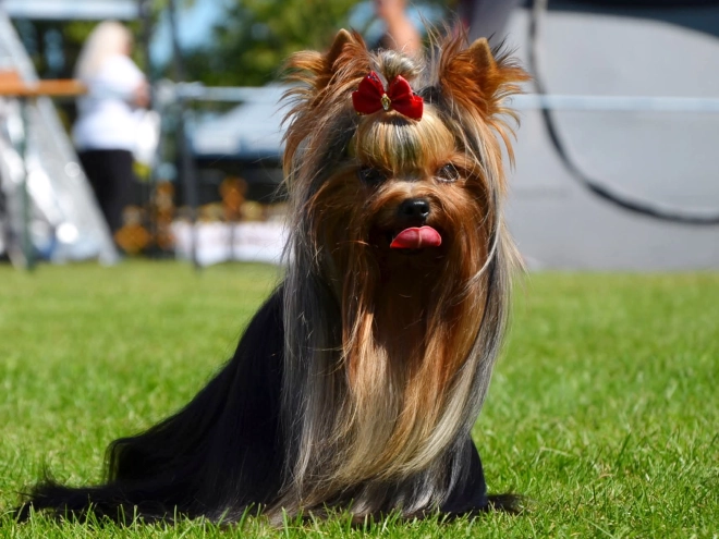 Yorkshire Terrier puppy for sale