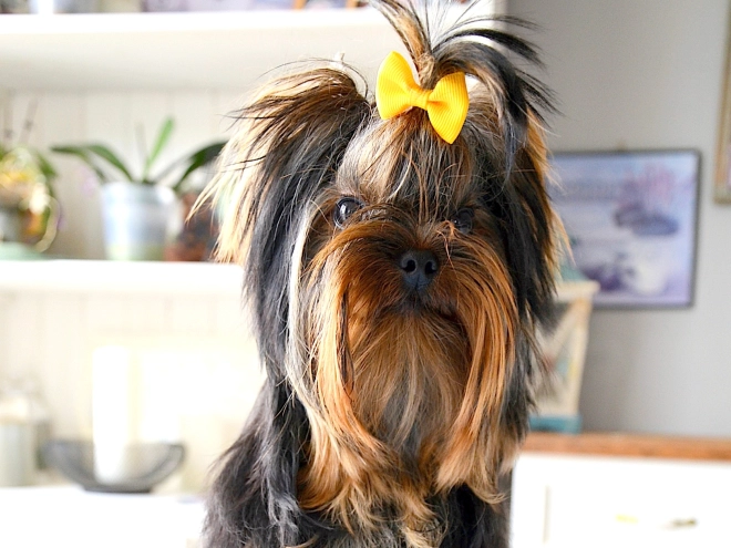 Yorkshire Terrier puppy for sale