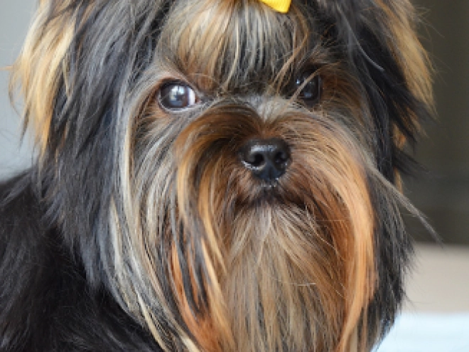 Yorkshire Terrier puppy for sale