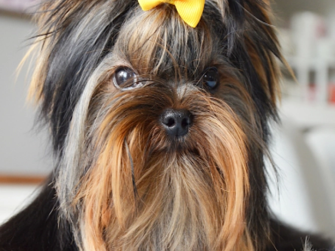 Yorkshire Terrier puppy for sale
