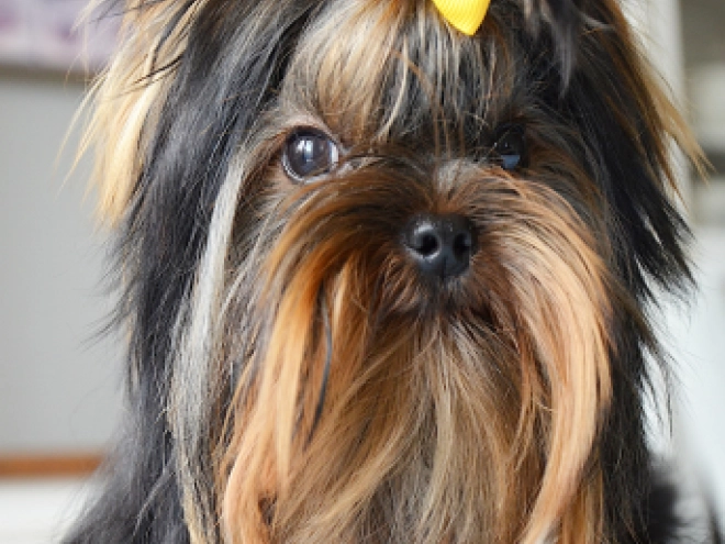Yorkshire Terrier puppy for sale