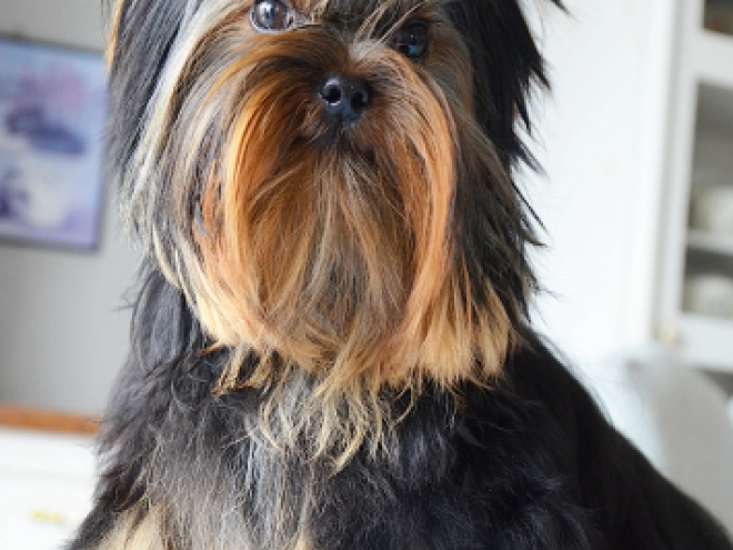 Yorkshire Terrier puppy for sale