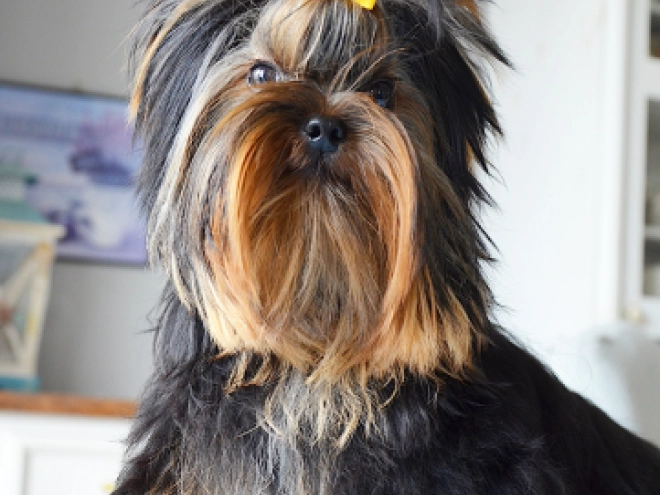 Yorkshire Terrier puppy for sale
