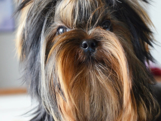 Yorkshire Terrier puppy for sale