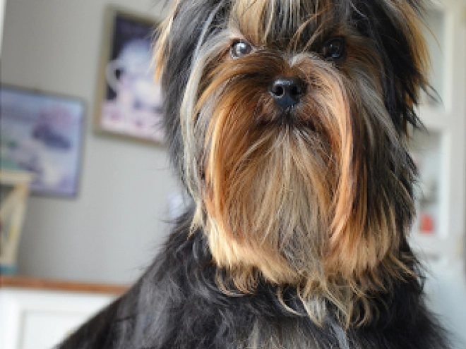 Yorkshire Terrier puppy for sale