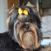 Kevin, blue and tan Yorkshire Terrier for sale