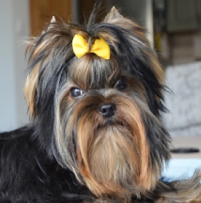 Yorkshire Terrier puppy for sale