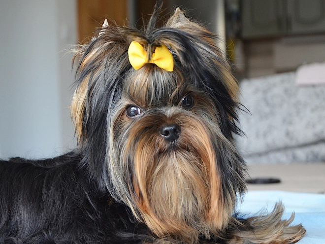 Yorkshire Terrier puppy for sale