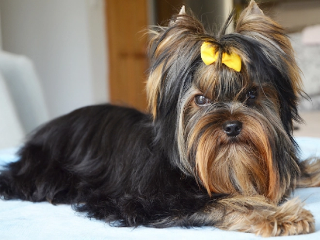Yorkshire Terrier puppy for sale