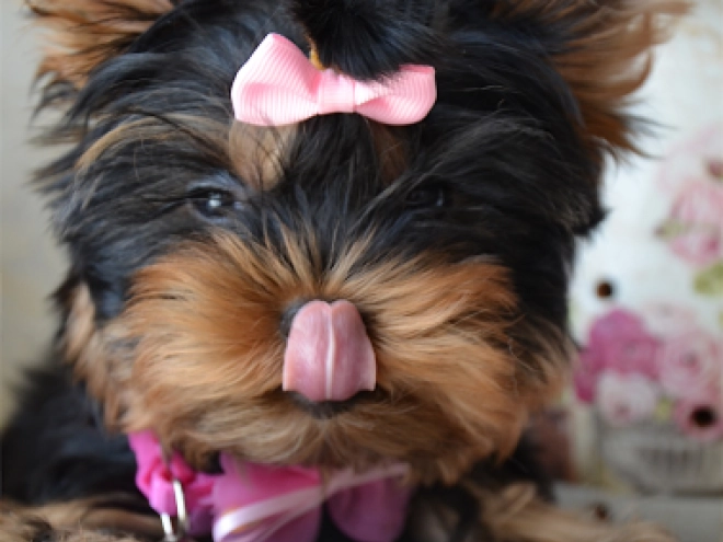 Yorkshire Terrier puppy for sale