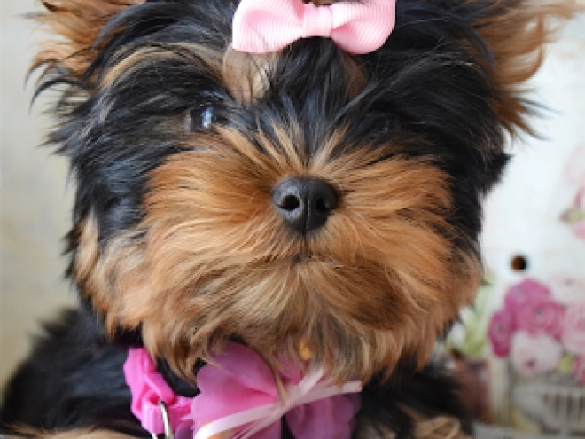 Yorkshire Terrier puppy for sale