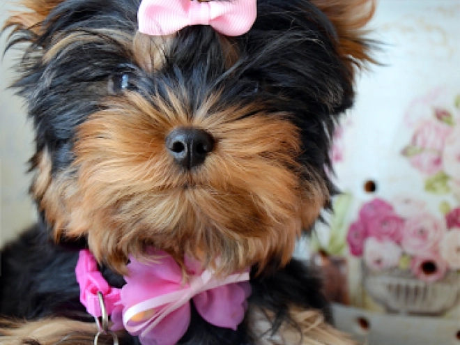 Yorkshire Terrier puppy for sale