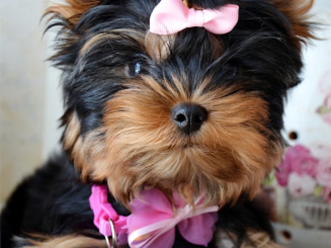 Yorkshire Terrier puppy for sale