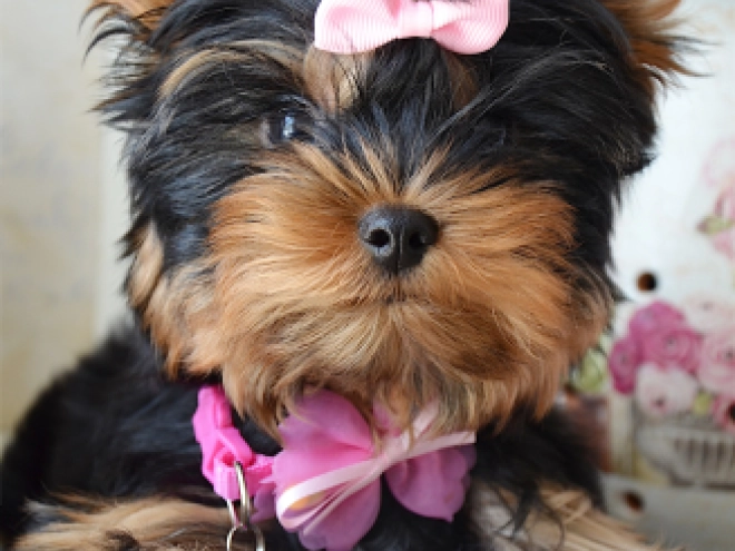 Yorkshire Terrier puppy for sale