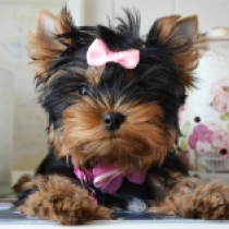 Lady Gaga, blue and tan Yorkshire Terrier for sale