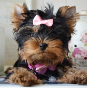 Yorkshire Terrier puppy for sale
